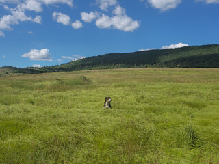 Fototapeta premium Dog sitting in tall green grass meadow with mountains