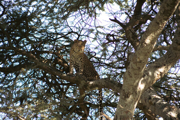 Wild Leopard © wendy