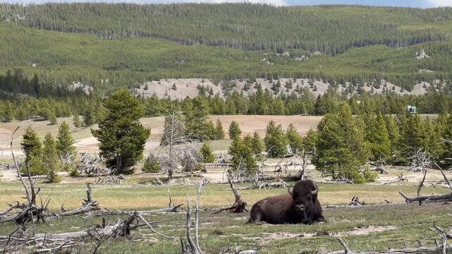 Bison resting by the Fairy Falls Trail, Yellowstone