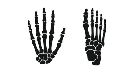 Naklejka premium Human hand and foot skeletal structures depicted as black silhouettes skeleton system bones anatomy biology