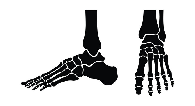 Human foot skeleton anatomy illustration with side and top views black silhouette bones pedal skeletal