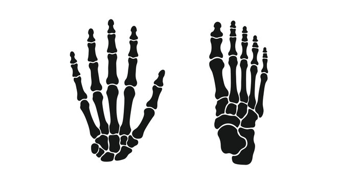 Human hand and foot skeletal structures depicted as black silhouettes skeleton system bones anatomy biology