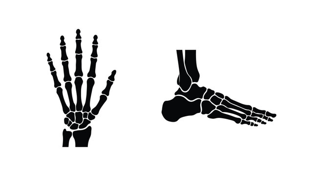 Human hand and foot skeletal structures black silhouettes on a white background skeleton system bones