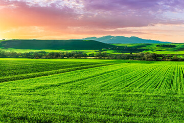 Obraz premium beautiful view in a green farm field with fresh spring grass on rural hills with amazing sunset or sunrise cloudy sky on background of agricultural landscape