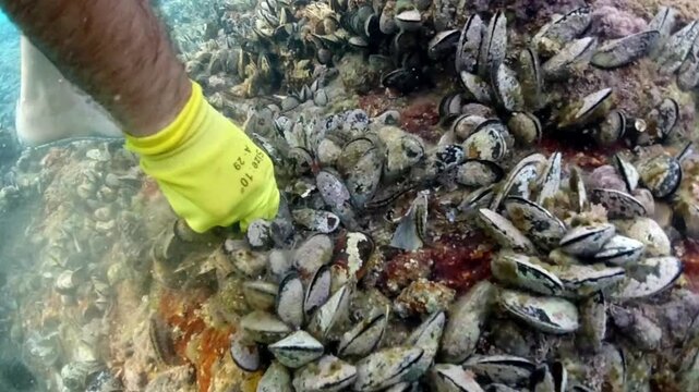 Mussels underwater on a rock on the sea shore, natural scene in mediterranean sea, Black mussels undersea, mussels on rocks undersea, group of common mussels together underwater, Mediterranean food.