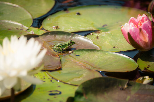 Grenouille verte sur n&eacute;nuphar dans un &eacute;tang fleuri