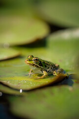 Obraz premium Grenouille verte sur nénuphar au bord d'un étang, Temple-sur-Lot
