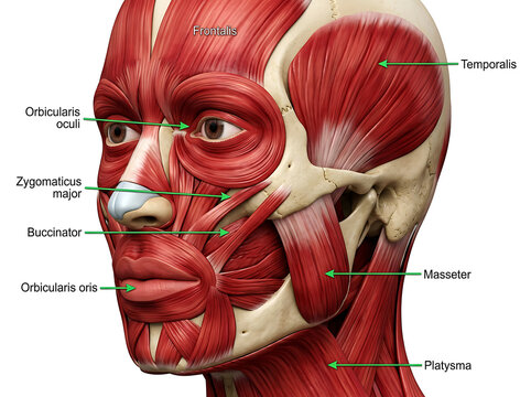 Human face muscles anatomy diagram with labels and green arrows head
