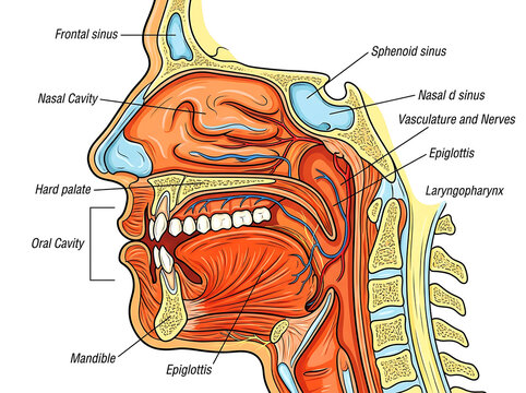 Human head sagittal cross section showing nasal oral cavity and pharynx anatomy
