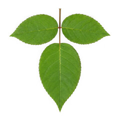 Fototapeta premium Fresh green raspberry leaf with three leaflets