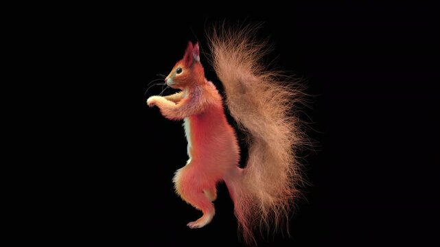 Realistic dancing squirrel performing rumba dance animation with alpha channel transparent background