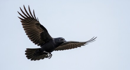 Obraz premium Common raven in flight detailed portrait of corvus corax soaring against a pale sky