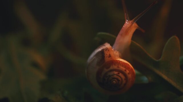 Extreme macro close up of a small garden snail crawling and stretching up on fresh arugula leaves. Dramatic moody lighting, selective focus on tiny snail eyes. Slow motion video of a wild mollusk.