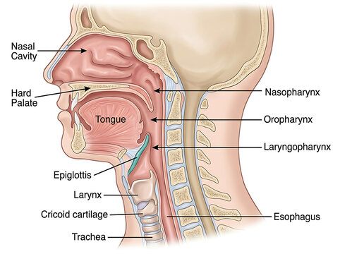 Sagittal section human head anatomy showing nasal cavity tongue and larynx image