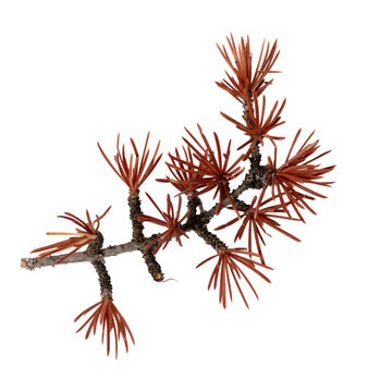 Dried red cedrus branch with needles isolated on transparent background