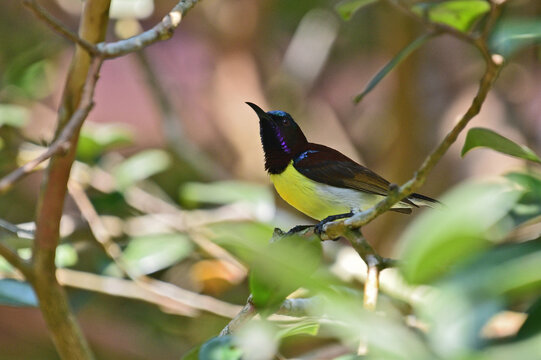 A small male sunbird with a curved beak, a dark iridescent head and back, a bright yellow breast, a white belly, and distinctive metallic blue shoulder patches perched on a branch.