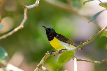Fototapeta premium A small male sunbird with a curved beak, a dark iridescent head and back, a bright yellow breast, a white belly, and distinctive metallic blue shoulder patches perched on a branch.