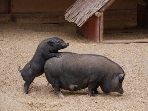 Schwarze Schweine
