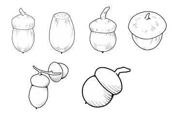 Collection of Oak Nut Acorn Illustrations for Your Design Projects © devina