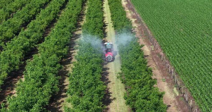Walnut spraying with a tractor and agricultural sprayer, drone footage during spring season. Drone shot of crop protection treatment on walnut trees.
