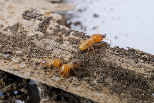 Termites eating decayed wood macro portrait, macro shot of destructive subterranean termite pest damaging wooden structure