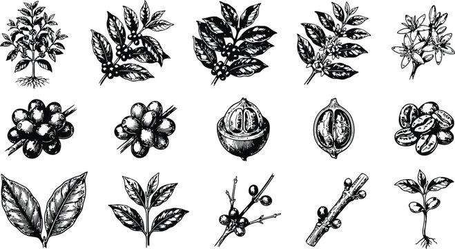 Botanical engraving elements showing coffee plant growth stages with detailed leaves and beans in a classic illustrative style
