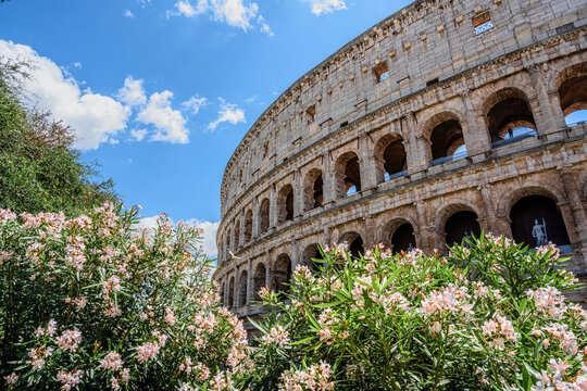 colosseum in rome italy with flowers