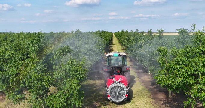 Walnut spraying with a tractor and agricultural sprayer, drone footage during spring season, slow motion. Drone shot of crop protection treatment on walnut trees.