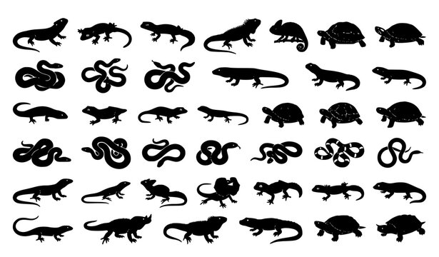Large vector silhouette set of diverse reptiles lizards chameleons and snakes isolated on a white background