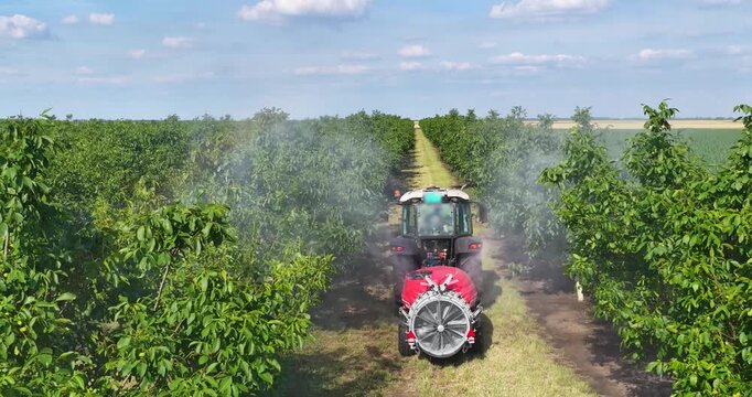 Walnut spraying with a tractor and agricultural sprayer, drone footage during spring season. Drone shot of crop protection treatment on walnut trees.