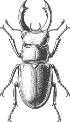 Fototapeta premium Stag beetle detailed engraving with subtle shading against a clean background for scientific or vintage design elements