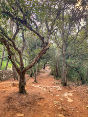 Fototapeta premium Dirt path winds through a dense Mediterranean woodland, Menorca, Spain, characterized by red clay soil, rocky terrain, and evergreen oak trees. Traditional dry stone wall stands on the left