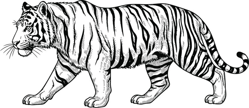 White tiger walking in detailed engraving style with clean lines and subtle shading for decorative purposes