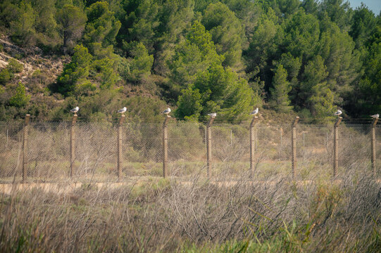 Mouettes perch&eacute;es sur une cl&ocirc;ture grillag&eacute;e &agrave; Sigean