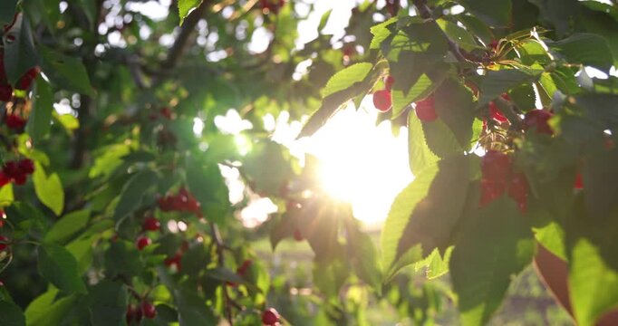 Picking sweet cherries and the sunlight in a cherry orchard. Close-up of manual harvesting of sweet cherries from a tree branch in an orchard at sunset, slow motion