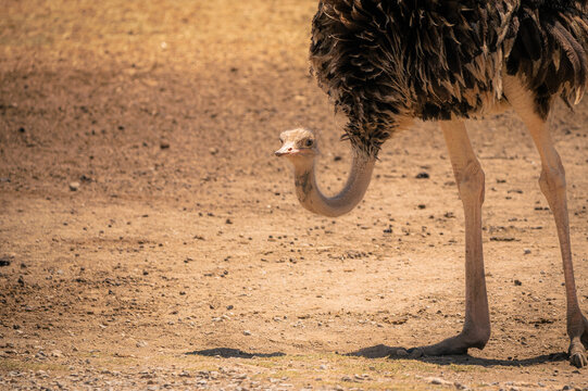 Autruche adulte au safari de Sigean sous le soleil d'&eacute;t&eacute;