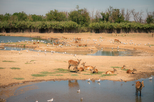 Troupeau d'antilopes et oiseaux au bord de l'eau &agrave; Sigean