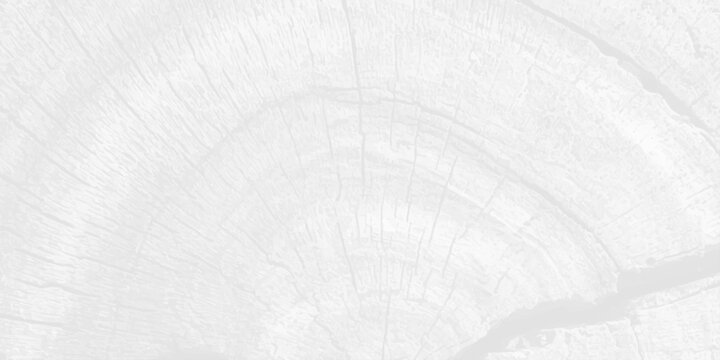 White wood texture background with natural cross section tree rings pattern, bright minimalist timber backdrop