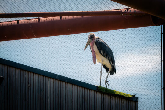 Marabout africain perch&eacute; sur une cl&ocirc;ture au zoo de Sigean
