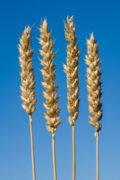 Triticum aestivum