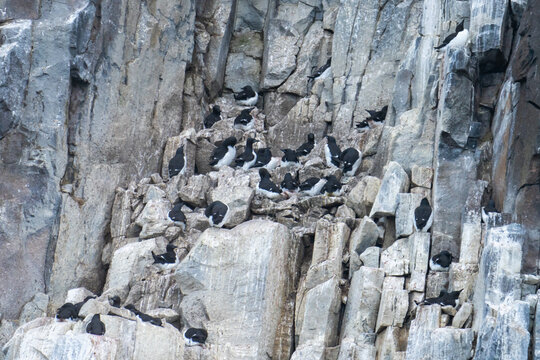 Colony of thick-billed murre (Uria lomvia) on a cliff in Diabasodden, Svalbard, Norway