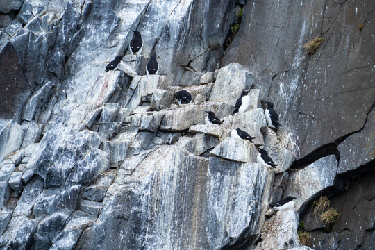 Colony of thick-billed murre (Uria lomvia) on a cliff in Diabasodden, Svalbard, Norway