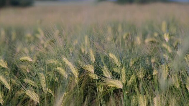 Impressionistic landscape captures harvest excitement, Autumn winds animate fields of ripening barley with energy