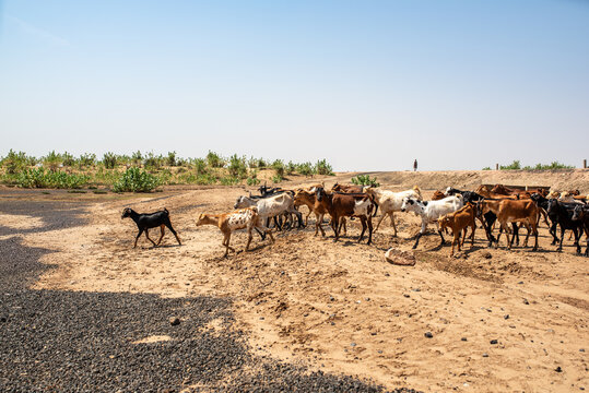 Herd of goats in the Omo Valley, Ethiopia