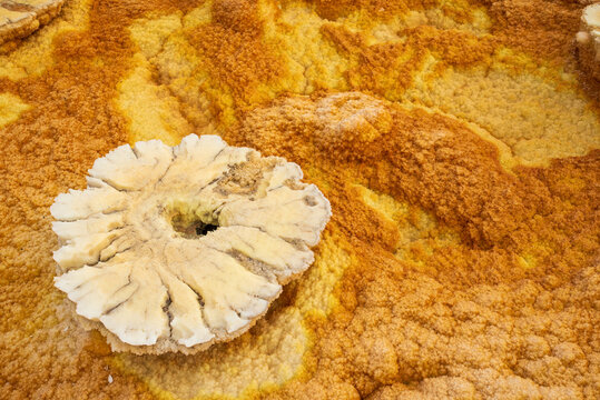 Flower-shaped salt formation at Dallol volcano, Danakil