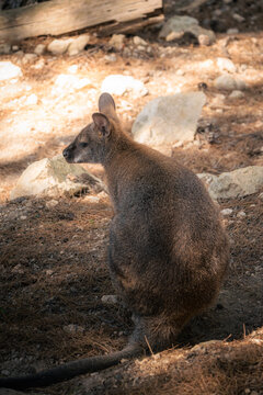 Wallaby au repos dans un enclos rocheux - R&eacute;serve de Sigean