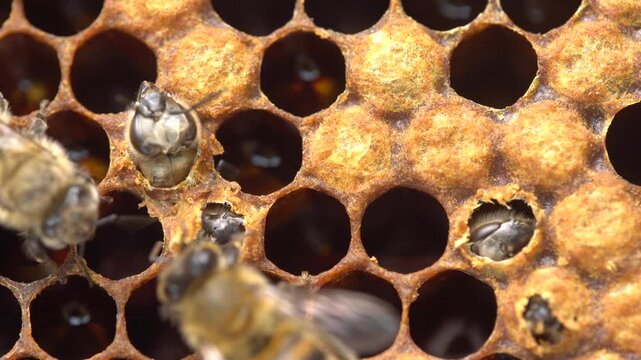 The Birth of a Bee. Bee chews through the wax cap to emerge. 