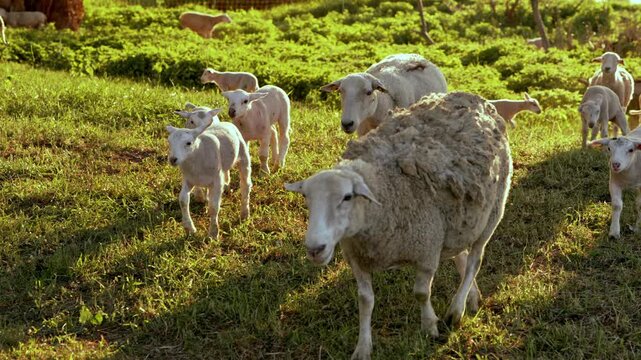 Sheep herd with lambs feeding on pasture in golden sunset light. Mother ewe walking with young, calm rural landscape and farming concept