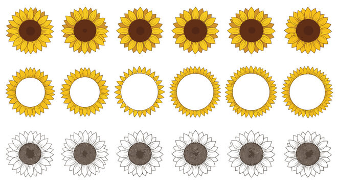 Yellow sunflower heads in different drawing styles showing full color, silhouette frame, and retro sketch.