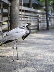Obraz premium Demoiselle crane standing on one leg in sunlight. Elegant gray bird with black neck and white head feathers in a zoological park. Vertical wildlife portrait.